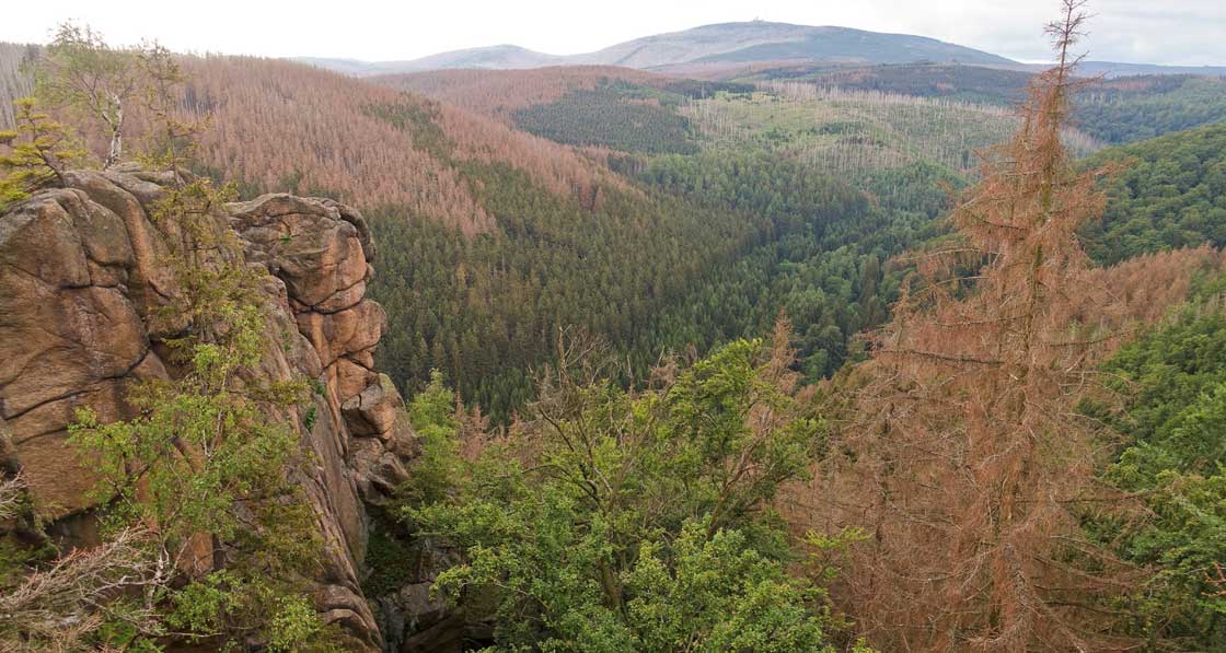 Spruce forest affected by bark beetle outbreak in the Harz, Germany.