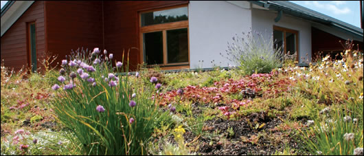 the master bedroom looks out onto this sedum roof which creates a visual link between the house and its surroundings