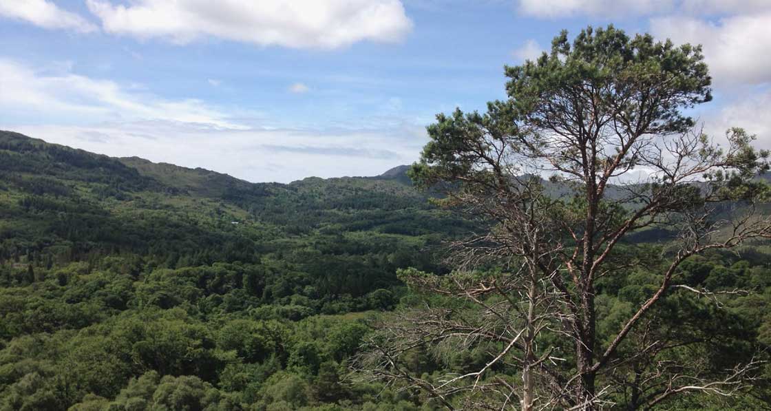 (above) Białowieza, one of Europe’s last large remaining tracts of old growth forest; (top) the Glengarriff Valley in County Cork harbours some of the most extensive woodland in Ireland, with a core of ancient oak forest surrounded by naturally regenerating native woodland and areas of conifer plantation.