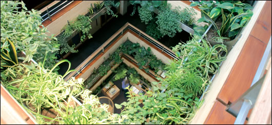 The atrium of Leech-Gaia Ecotecture’s Navan Credit Union, a building where great attention to detail was paid in terms of specifying healthy, low embodied energy materials