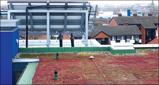 The sedum roof on one of the six storey blocks