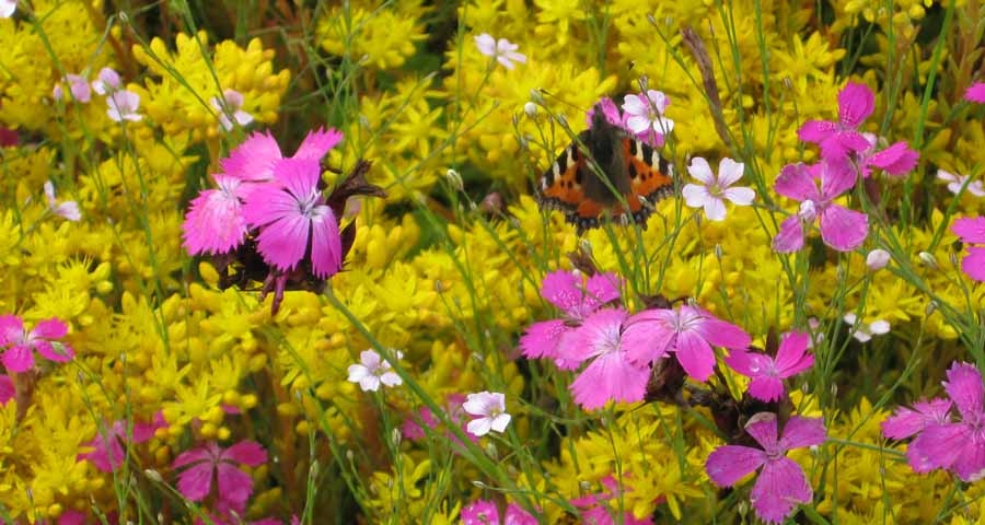 Lindum focuses on biodiverse green roofs at Ecobuild